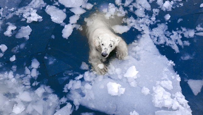 polar-bear-ice-swimming-820x467.png